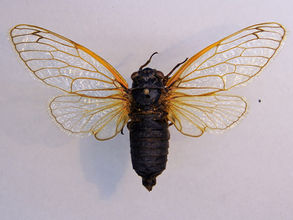 On Cicadas and Sin