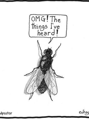 זבוב על הקיר