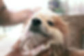 get a groomingt appointment online