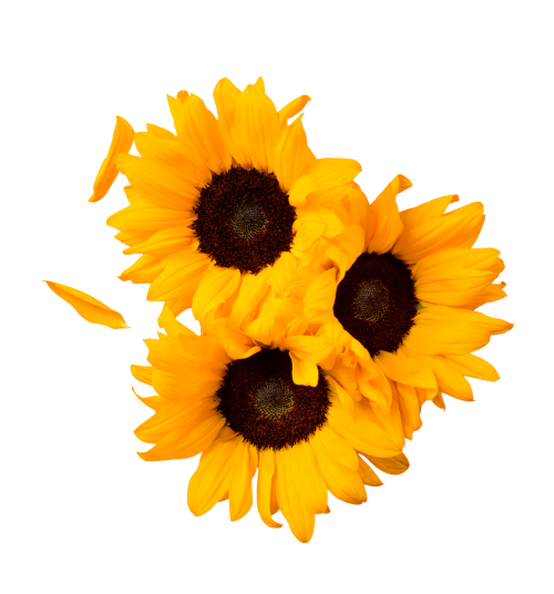 Ripe N Ready Cherry Farm Sunflower.png