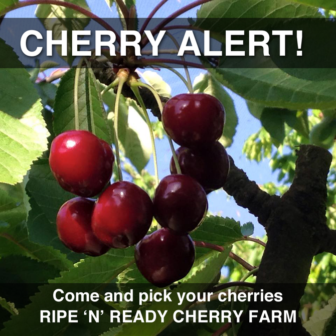 Cherries Are Now Availble For Picking