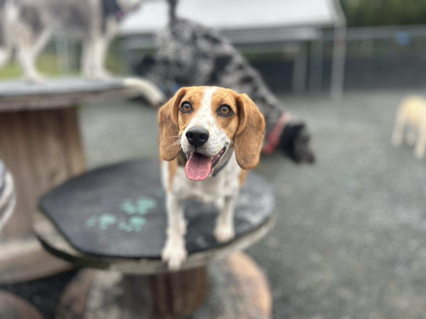 Happy dogs at Bowlin Farms