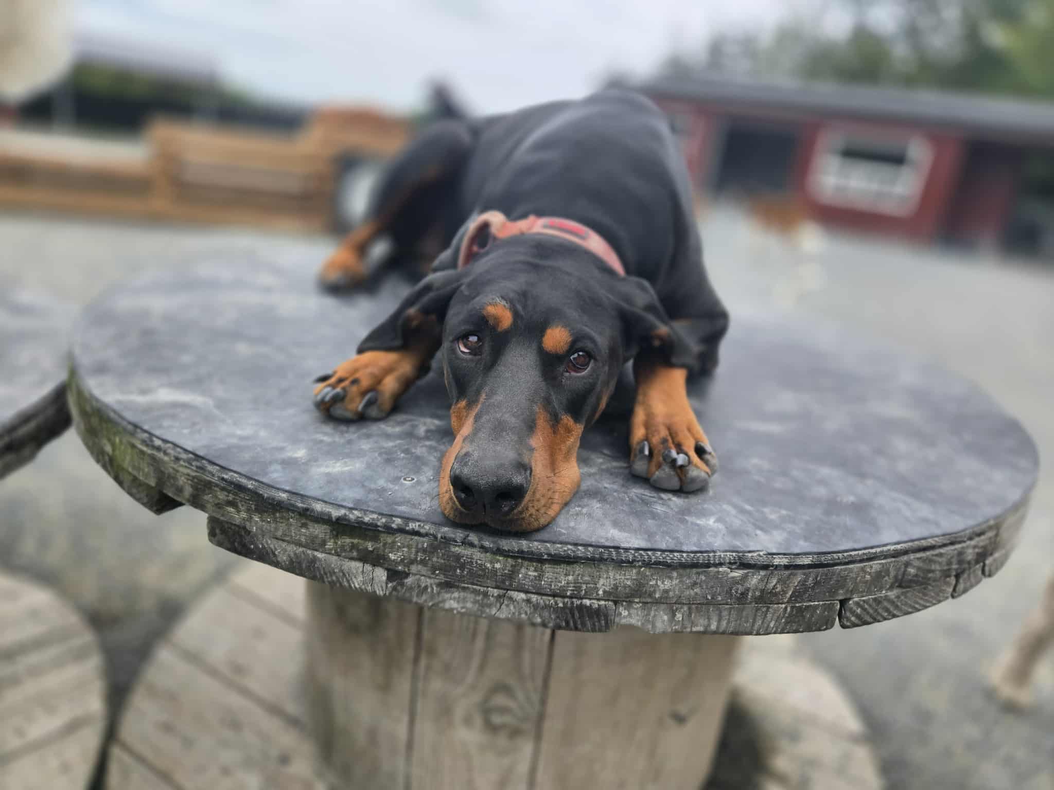 Dogs safely supervised at Bowlin Farms