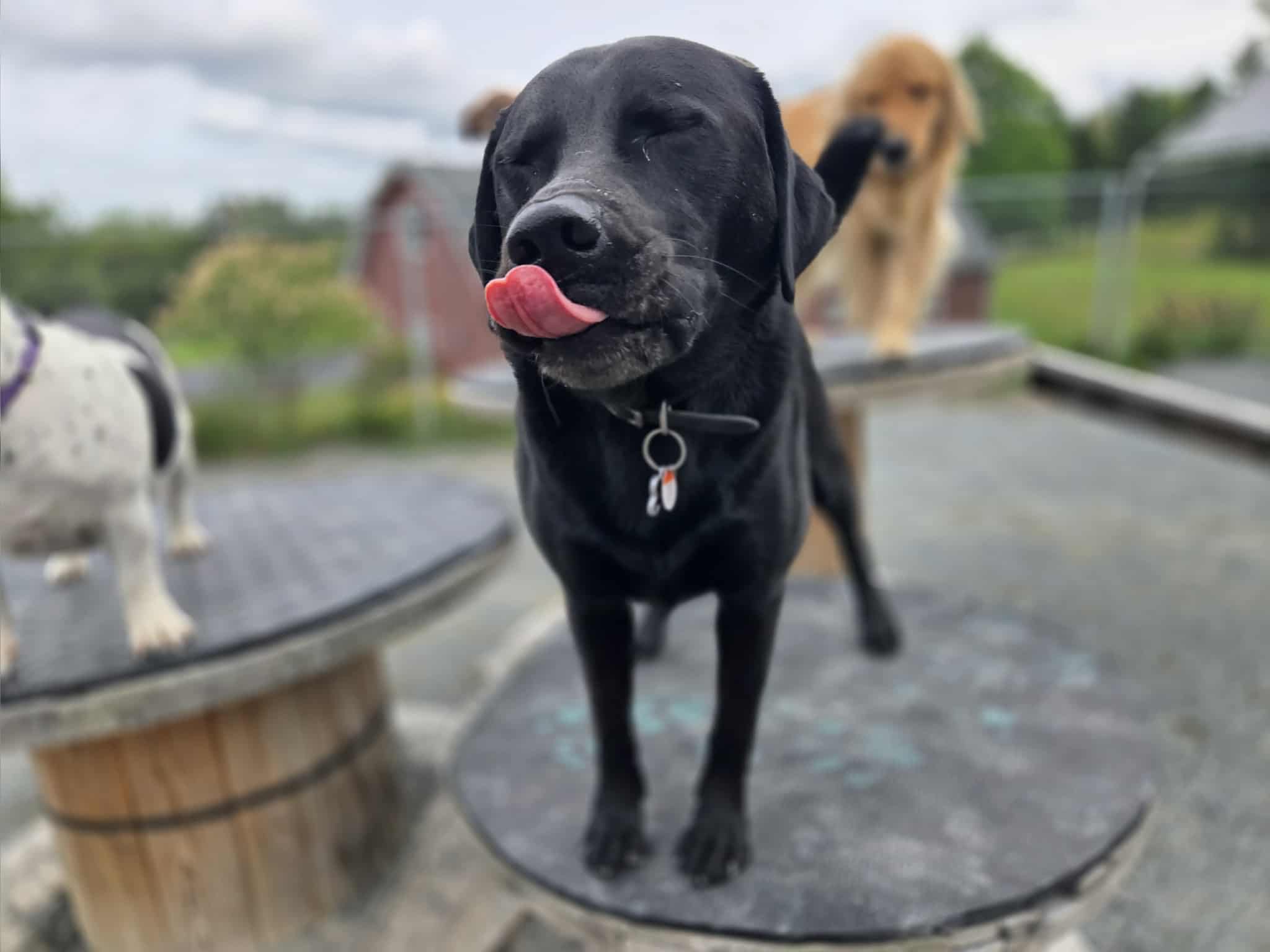 Dogs socializing at Bowlin Farms