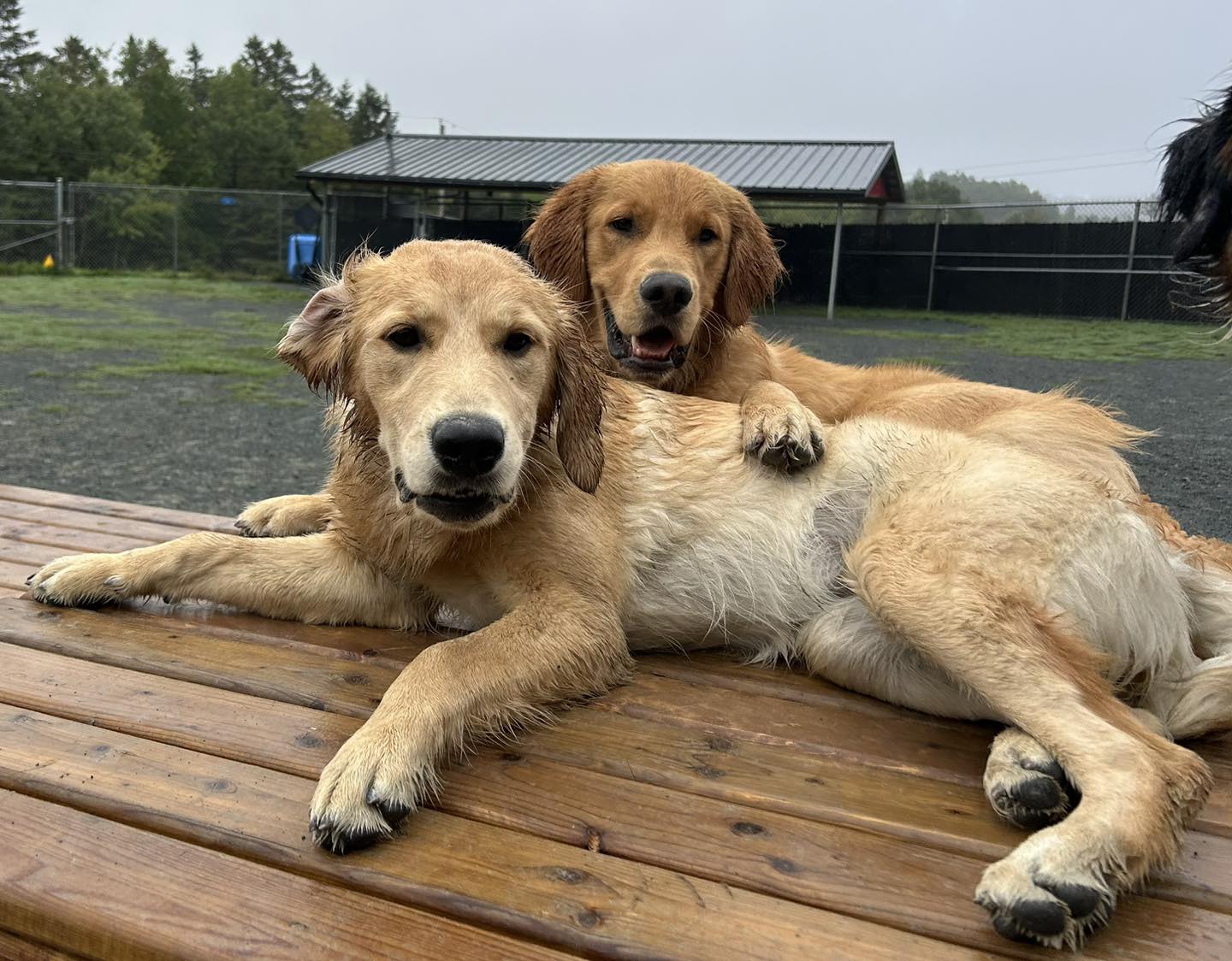 Dogs playing at Bowlin Farms