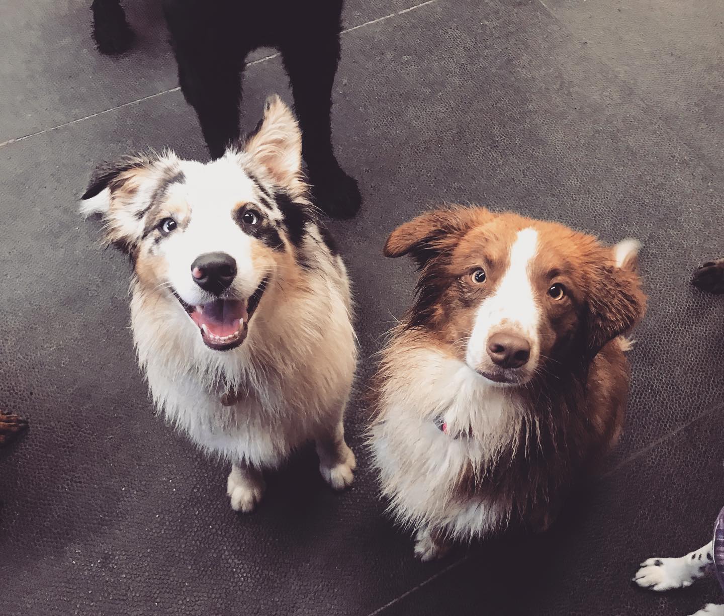 Dogs at Bowlin Farms