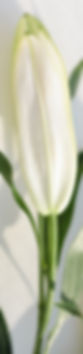 White Lily_edited.jpg