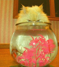 cute kitty cat and gold fish staring in bowl