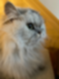 IMG_2491.jpeg