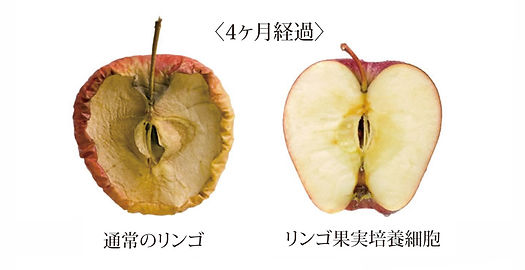 サロンだからできる【まつげ育毛トリートメント】武蔵小杉駅2分・新丸子駅3分/地まつげ・肌に優しい【まつげ・眉のプライベートサロンMAMINON(マミノン)】