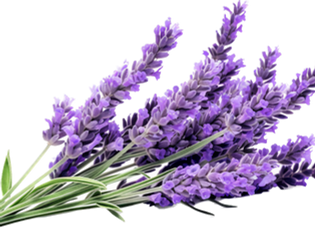 Fitoterapia - Índice das Postagens