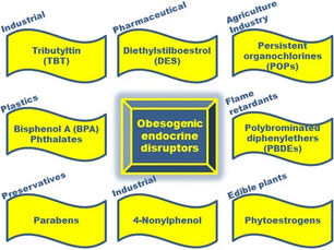 OBESIDADE - INTERFERENTES ENDÓCRINOS. 