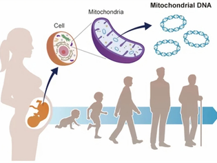 🌟Mitocôndrias: o motor central da vida, da saúde e do envelhecimento