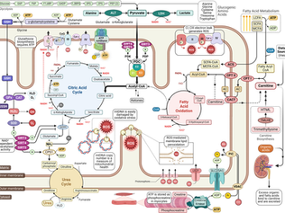 ENTREVISTA: AUTISMO E BIOENERGIA