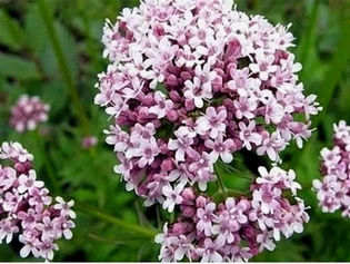 3 FITOTERÁPICOS QUE EU GOSTO MUITO:  Valeriana, Espinheira Santa e Quebra Pedras. 