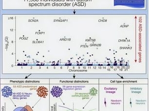GENES ENVOLVIDOS NO TEA.  