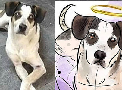 Crimes de repercussão envolvendo animais – Caso Manchinha