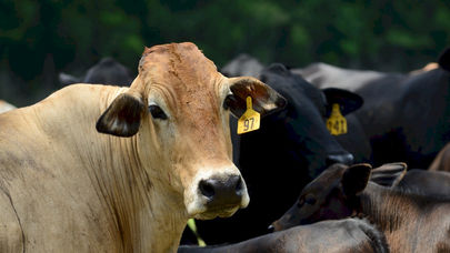 Bem-estar de bovinos