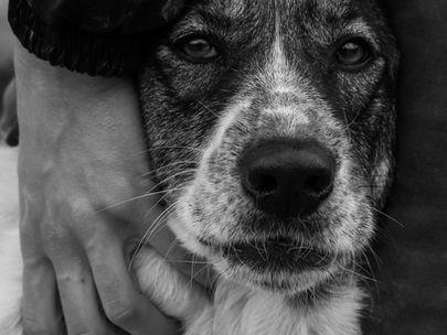 Crimes de repercussão envolvendo animais – Caso Dalva Lina da Silva