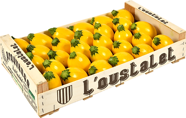 COURGETTES rondes jaunes.png