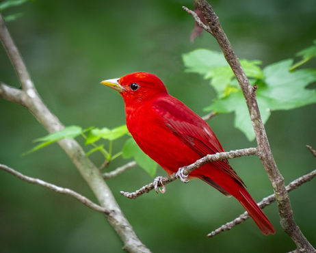 dunagan_Summer_Tanager.jpg