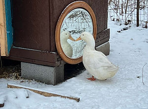 duck 2.jpg