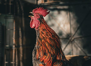 rooster.jpg