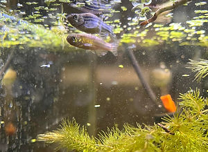 Fish.jpg