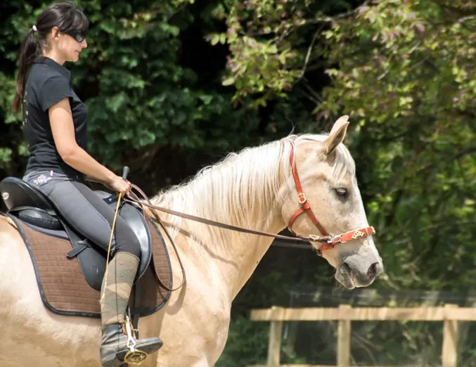 The Soft Cavesson The Classical Bitless Bridle Anno 1500
