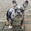 Thumbnail: French Bulldog 