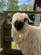 Shaun
