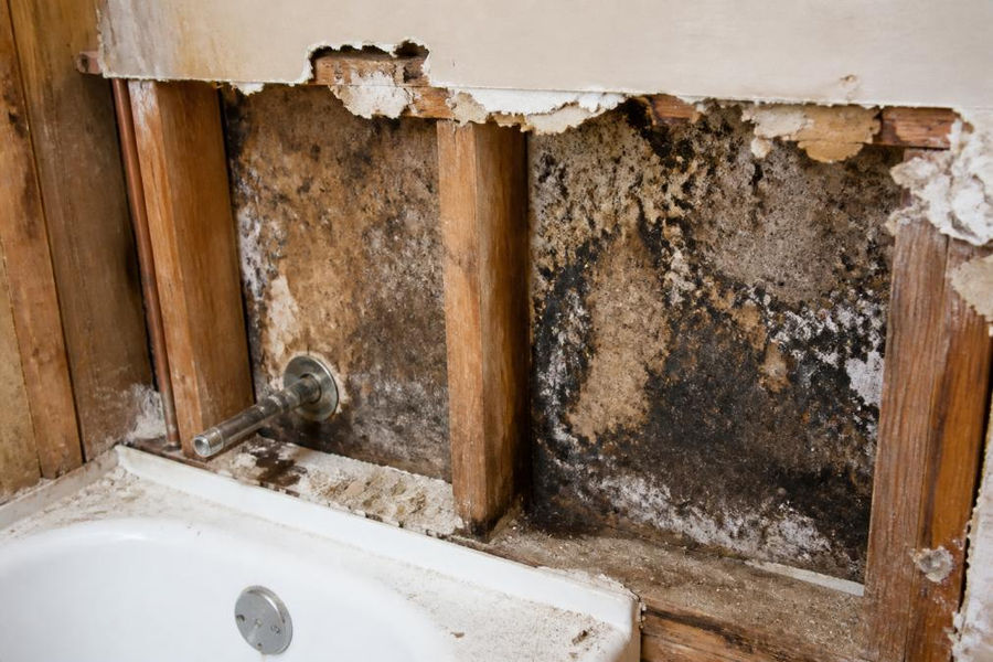Close-up of deteriorated drywall with visible mold and water staining behind removed bathroom tile, showing dark moisture damage on substrate