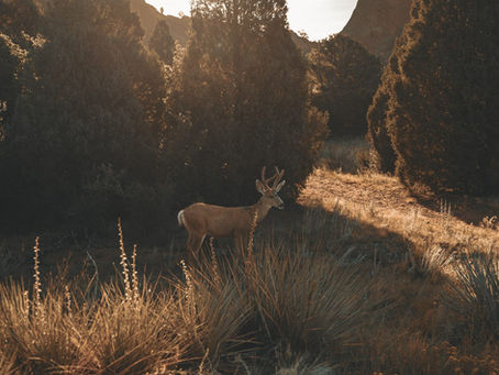 The Buck