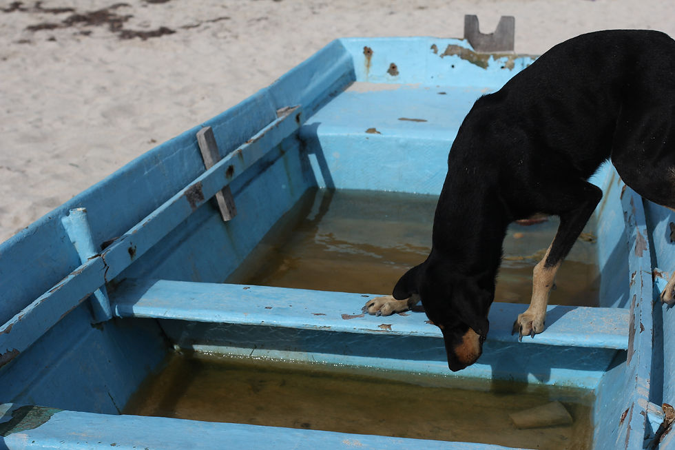 Perro en la playa
