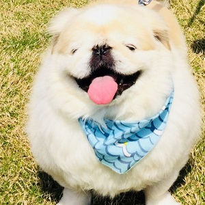 【ぽっちゃり犬は危険がいっぱい?】犬のボディコンディションを知って健康長寿を目指そう!