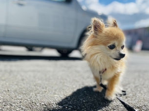 真夏のアスファルトは超危険！愛犬を守る散歩対策完全ガイド