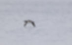 loon flyby