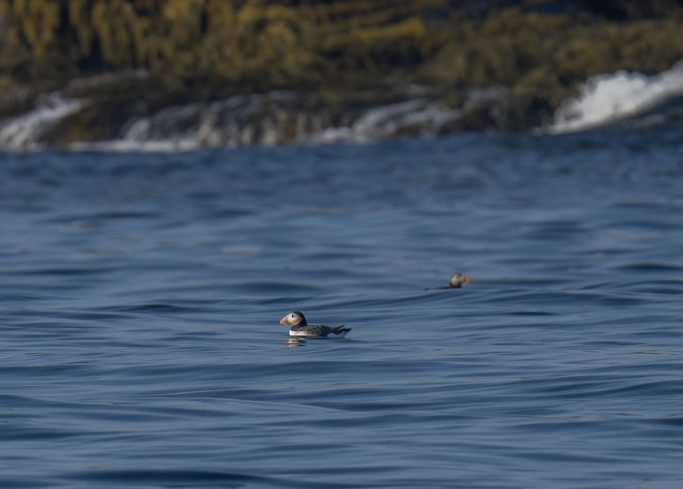 puffin near rocks