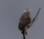 Bald eagle in grand pre Sunday