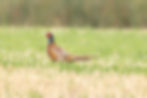 male pheasant