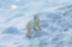 Polar bear checking out the lodge