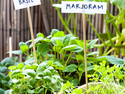 Fresh Herbs: Your Secret Weapon for Flavorful Low-Carb Cooking