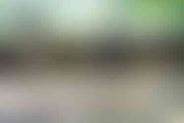 義工星星透過照顧流浪狗重建對人的信任。