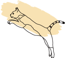 Cat.png
