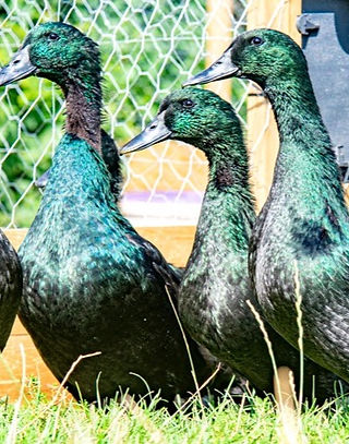 Ducks 2_edited_edited.jpg