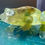 Thumbnail: Frog Decoration - Yellow with flowers