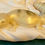 Thumbnail: white lizard