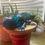 Thumbnail: Blue aqua axolotl decoration
