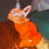 Thumbnail: glass fox