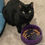 Thumbnail: cat dish